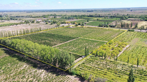 Se Vende Viñedo De 9ha En San Rafael - Mendoza