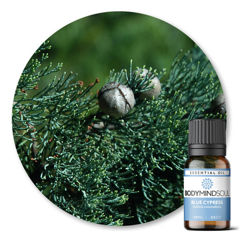 Óleo Essencial Bms Blue Cypress - 10ml