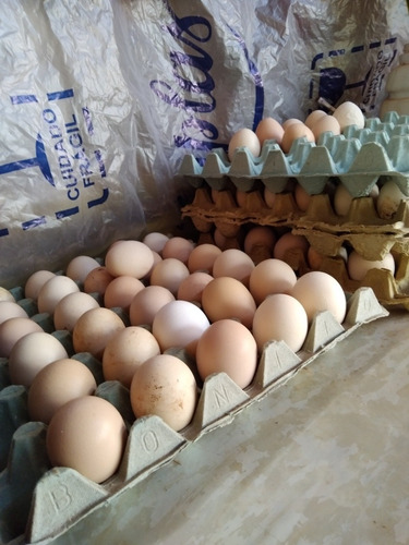 Imagem 1 de 1 de Vende-se Ovos De Galinha Caipira