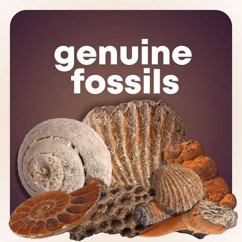 Roca, Fósiles Y Minerales Colección Y Actividad Kit. Incluye