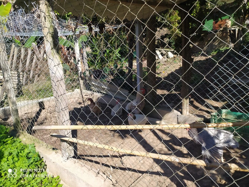 Imagem 12 de 14 de Chácara Com 2.000,00m² Em Ibiúna -sp! 04 Dormitórios!