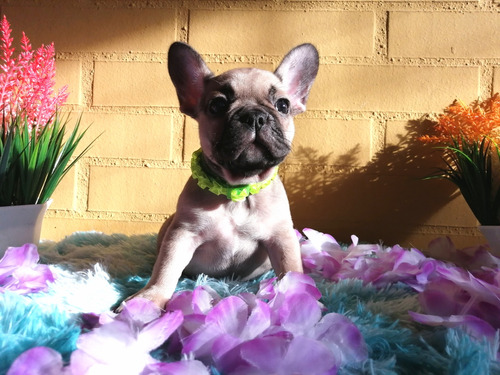 Bulldog Frances Hembra Sable Produce Lilac. Inscripción Abkc