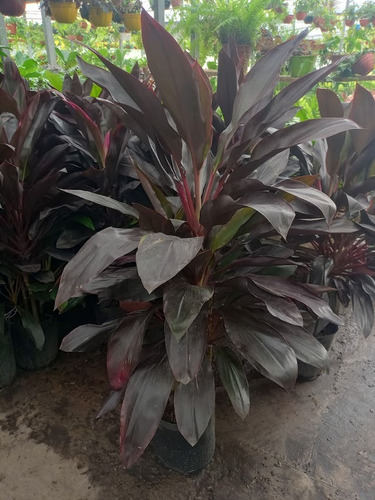 Dracena Baby Rubra (dracena Roja) 15lts