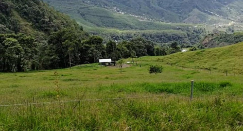 Se Vende Finca De 200 Cuadras En Genova