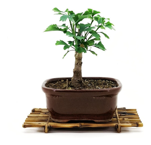 Bonsai Planta Gingko Biloba 12 Añs 28cm Maceta Esmaltada Nº4