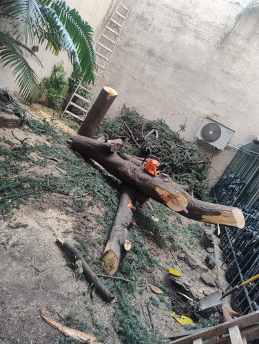 Poda De Arboles Servicio De Poda Tala Extracción De Raíz