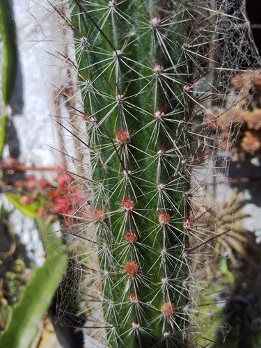 Cactus Próximo A Dar Flores De 1m Y Medio De Alto