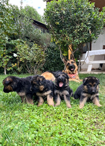 Hermosos Cachorros Pastor Alemán De Padres Inscritos 