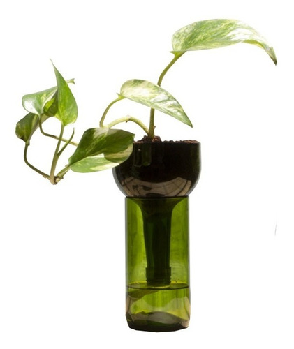Scindapsus Little Plant 24 Sin Soporte, Maceta Autorregante