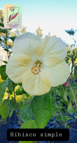 Imagen 2 de 2 de Hibiscos