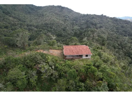 Finca Sembrada En Pino En El Municipio De Abejorral