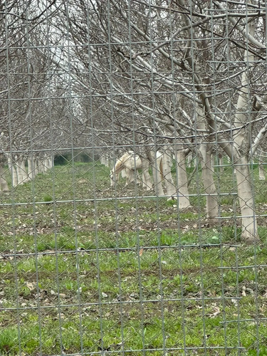 Venta Terreno Agricola, El Peumo , Calle Larga  , Los Andes