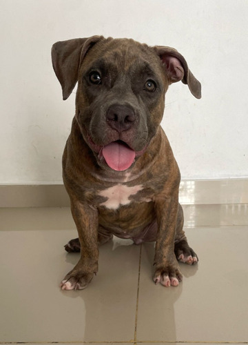 American Bully Brindle