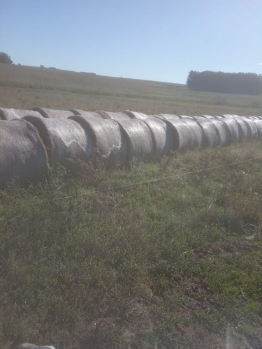 Imagen 3 de 6 de Fardos De Pradera, Silo Pack Y Se Entregan En Donde Quiera