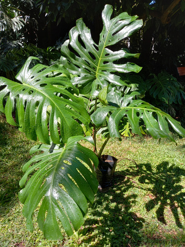 Monstera Deliciosa Grande Altura 1.10mts 4 Hojas