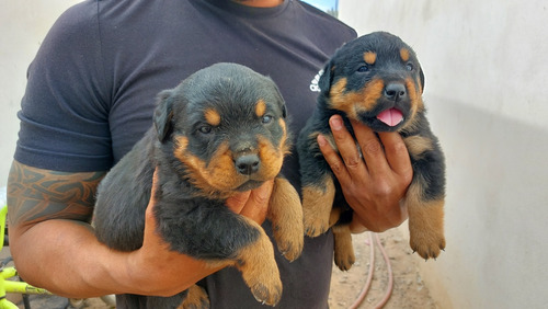 Cachorros Rottweiler