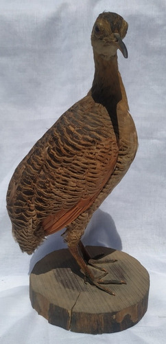 Taxidermia Martineta Colorada Pieza Única