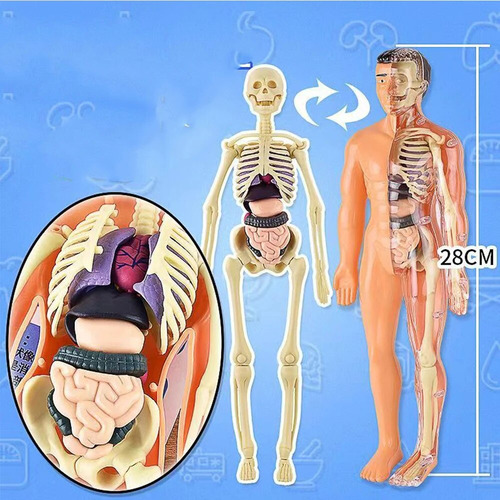 Kit De Maqueta De Torso De Cuerpo Humano 3d Science De 1 Pie