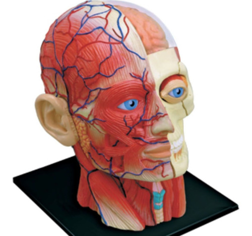 Imagem 1 de 6 de Anatomia Da Cabeça Humana
