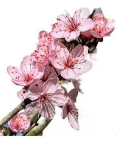 Cerezo Sakura Japones - Excelente - Vivero Hab.x Senasa