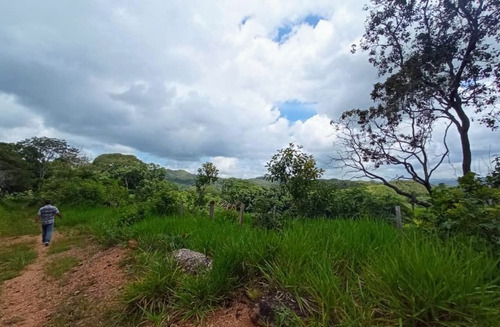 Imagen 10 de 30 de Vendo Finca En Tocuyito Vía Cachinche ( Dt )