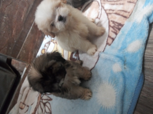 Hermosos Cachorros Shih Tzu