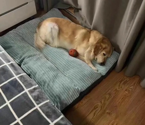 Cama Colchon Ortopedico Con Cierre Xxl Mascotas Perros 90cms