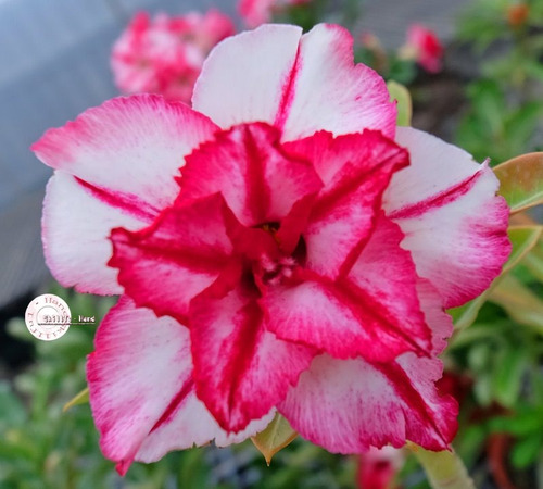 Kit 60 Sementes Rosas Do Deserto E Raras P Mudas Em Jardim