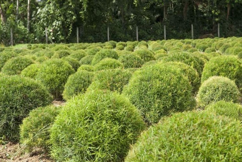 100 Sementes De Eugenia Sprengelii