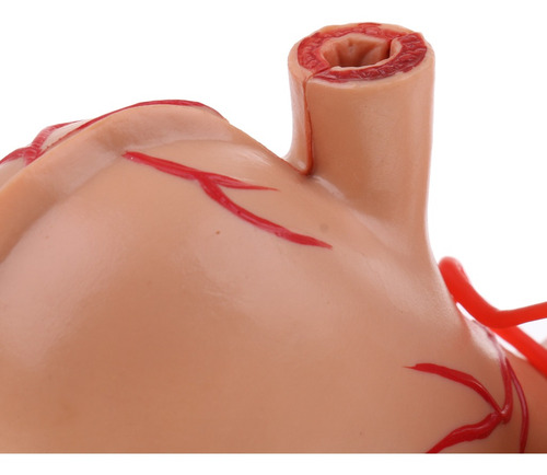 Imagem 7 de 8 de Pâncreas Humano Do Estômago 2: 3 Com Estudo De Anatomia Do
