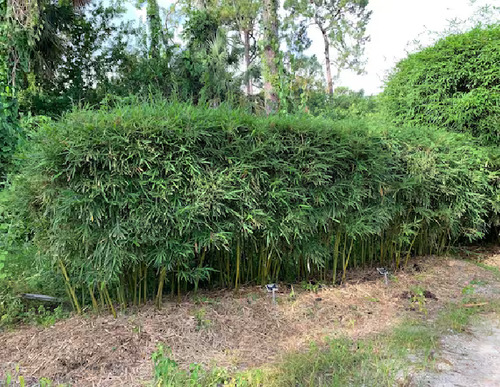 100 Semillas De Dendrocalamus Giganteus - Bambu Gigante