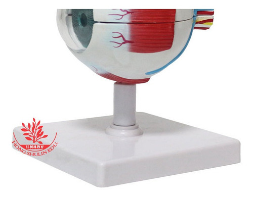 Imagem 6 de 8 de Anatomia Do Olho Humano Globo Ocular Modelo