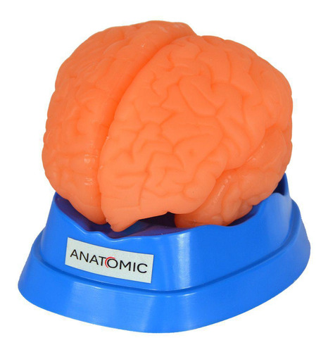 Cérebro Humano Em 9 Pts Modelo Anatomia
