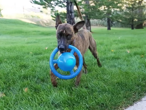 Imagem 3 de 6 de Brinquedo Cães Kong Jumbler Disc Large X Large Apito Bola