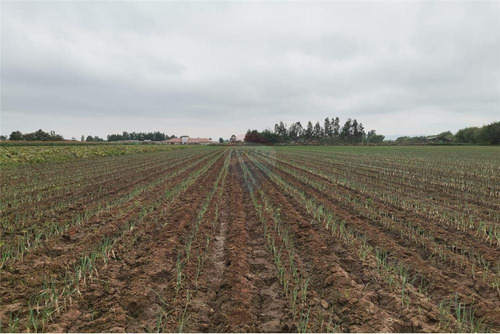 Imagen 7 de 14 de Vendo 1 Hectárea (10.000 Mt2) En Pelarco -talca
