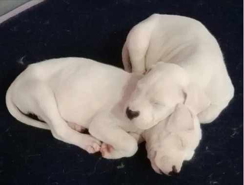 Imagen 2 de 8 de Dogo Argentino Cachorros De Excelente Linea De Sangre