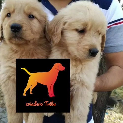 Unicos Golden Retriever Pureza Por Escrito - Criadero Tribu.