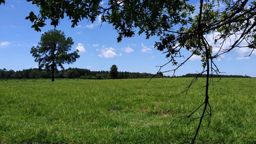Imagen 6 de 21 de Lote En Venta 1219m2 En Puerto Rico - Loteo Clemens Blick