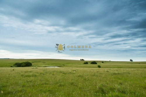 Campo De 86 Has Ganadero, Cuenta Con Tajamar Y Costa De Arroyo. Consulte!!!!!!- Ref: 2366