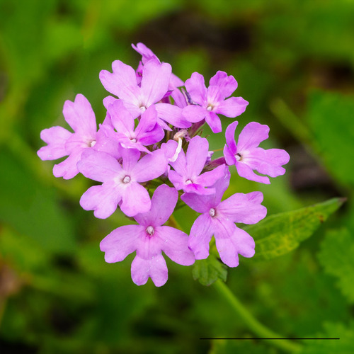 Sementes De Verbena Nana Compacta Sortida Flor
