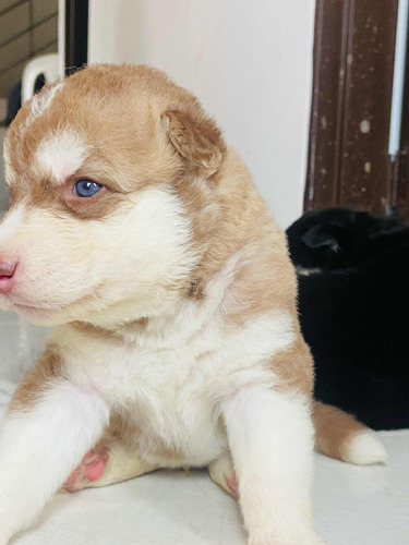 Cachorros Lobos Husky