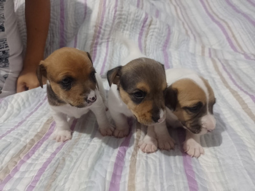 Cachorrosjack Russel De Raza Pura Listos Para Nuevo Hogar