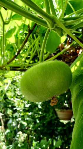 Mate Galleta Entero Con Sus Semillas Adentro Para Cultivar