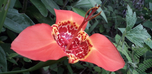 Imagen 2 de 5 de Orquidea Pirada