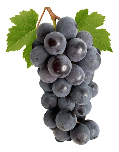 Uva Parra Grande Moscatel Rosa Blanca Francesa Isabel Negra Verde
