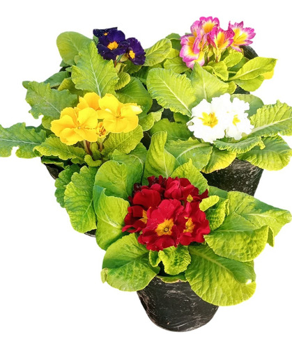 Primula Primavera M12 Cajón X 10 Plantas Varios