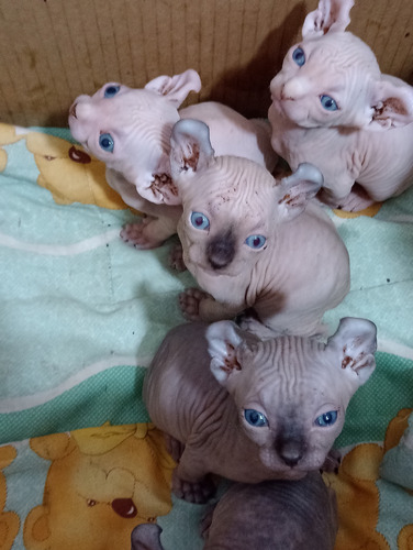 Gatitos Sphynx Elfos Orejas Dobladas