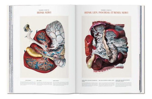 Atlas Of Human Anatomy And Surgery - Bourgery, Jacob