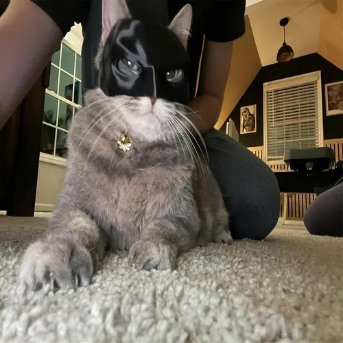 Sombrero De Cosplay De Mascara De Batman Disfraz Para Gato