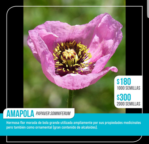 Semillas De Amapola